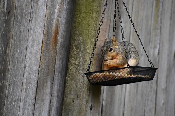 Tworzenie mini-oazy dla zwierząt na balkonie: praktyczne porady